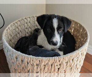 Collie-Unknown Mix Dogs for adoption in Sandy, UT, USA