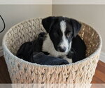 Small Collie Mix
