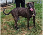 Small Labrador Retriever Mix