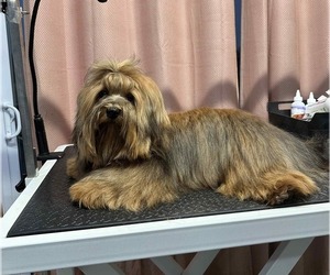 Father of the Havanese puppies born on 05/17/2025