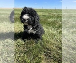 Small Photo #6 Bernedoodle Puppy For Sale in SEYMOUR, IN, USA