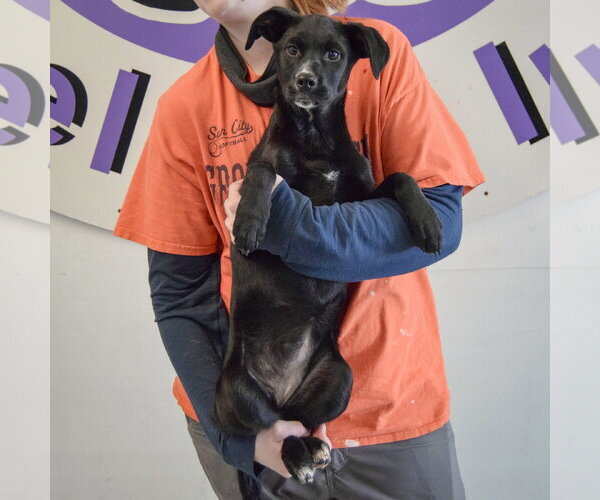 Medium Photo #5 German Shepherd Dog-Unknown Mix Puppy For Sale in Huntley, IL, USA