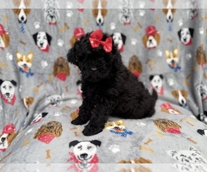 Shih-Poo Puppy for sale in LAKELAND, FL, USA