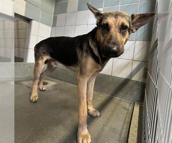 Medium Photo #1 German Shepherd Dog-Unknown Mix Puppy For Sale in San Antonio, TX, USA