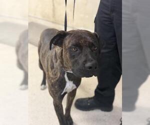 Holland Shepherd-Unknown Mix Dogs for adoption in Riverside, CA, USA