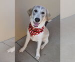 Small Great Pyrenees Mix
