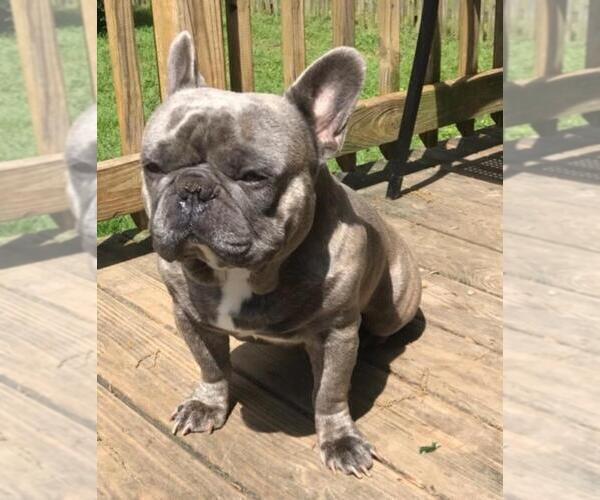 Medium Photo #1 French Bulldog Puppy For Sale in MOSELEY, VA, USA