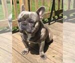 Small Photo #1 French Bulldog Puppy For Sale in MOSELEY, VA, USA