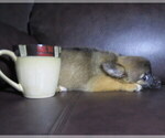 Small #4 Chihuahua