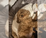 Small Photo #1 Poodle (Miniature) Puppy For Sale in INDIANAPOLIS, IN, USA
