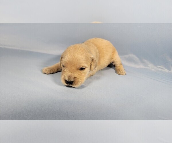 Medium Photo #55 Golden Retriever Puppy For Sale in BLACK FOREST, CO, USA