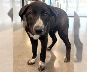 Mutt Dogs for adoption in San Martin, CA, USA