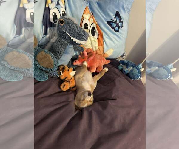 Medium Photo #3 Mutt Puppy For Sale in Holly Springs, NC, USA