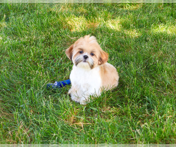 Medium Photo #3 Shih Tzu Puppy For Sale in SYRACUSE, IN, USA