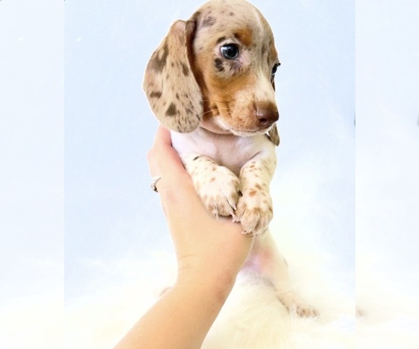 Medium Photo #2 Dachshund Puppy For Sale in DAVIS, CA, USA