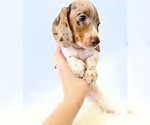 Small #1 Dachshund