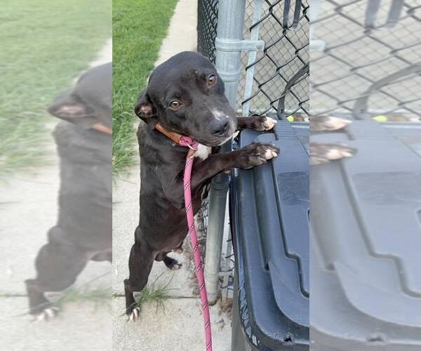 Medium Photo #6 American Pit Bull Terrier-Unknown Mix Puppy For Sale in Crete, IL, USA