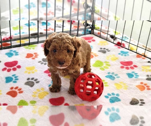 Medium Photo #6 Cock-A-Poo-Poodle (Miniature) Mix Puppy For Sale in ORO VALLEY, AZ, USA
