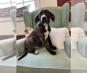 Mutt Dogs for adoption in Osgood, IN, USA