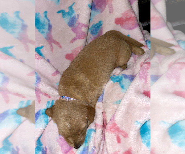 Medium Photo #4 Golden Retriever Puppy For Sale in VALDOSTA, GA, USA