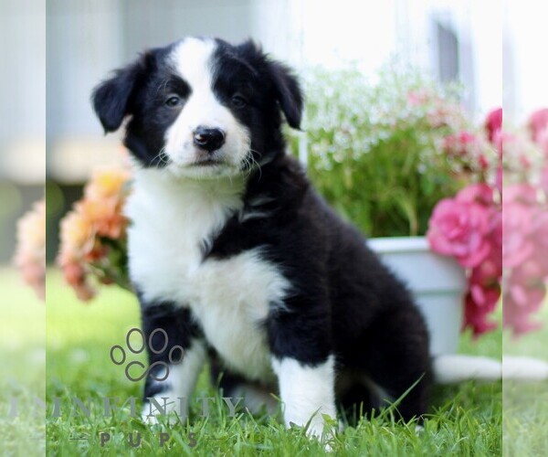 Medium Photo #1 Border Collie Puppy For Sale in QUARRYVILLE, PA, USA