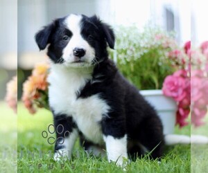 Border Collie Puppy for sale in QUARRYVILLE, PA, USA