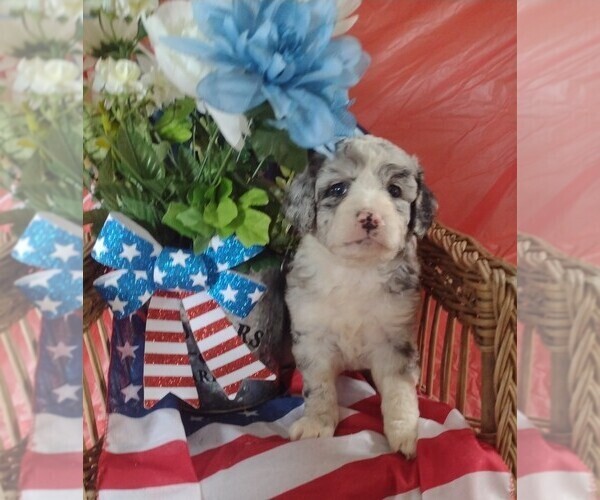 Medium Photo #1 Miniature Bernedoodle Puppy For Sale in PARKER, PA, USA