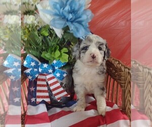 Miniature Bernedoodle Puppy for sale in PARKER, PA, USA
