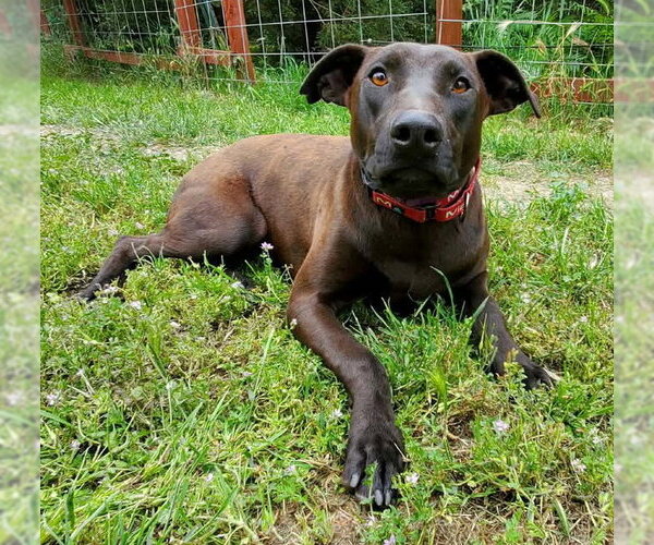 Medium Photo #1 Doberman Pinscher-Labrador Retriever Mix Puppy For Sale in Fresno, CA, USA