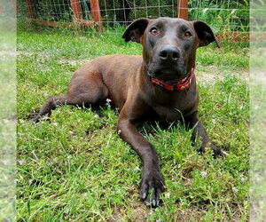 Doberman Pinscher-Labrador Retriever Mix Dogs for adoption in Fresno, CA, USA