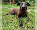 Small Doberman Pinscher-Labrador Retriever Mix