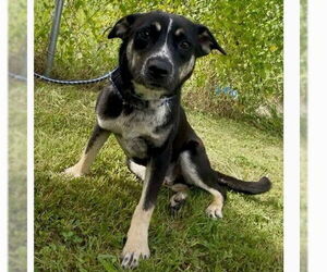 Australian Kelpie-Unknown Mix Dogs for adoption in Bristol, CT, USA