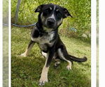 Small Australian Kelpie Mix