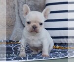 Small French Bulldog