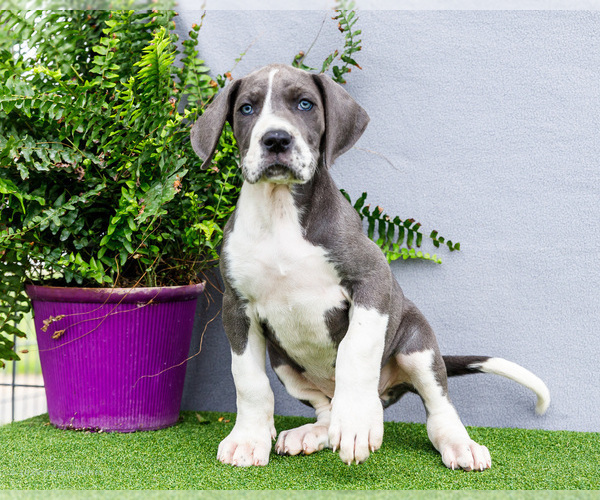 Medium Photo #151 Great Dane Puppy For Sale in WAKARUSA, IN, USA