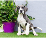 Small Photo #151 Great Dane Puppy For Sale in WAKARUSA, IN, USA