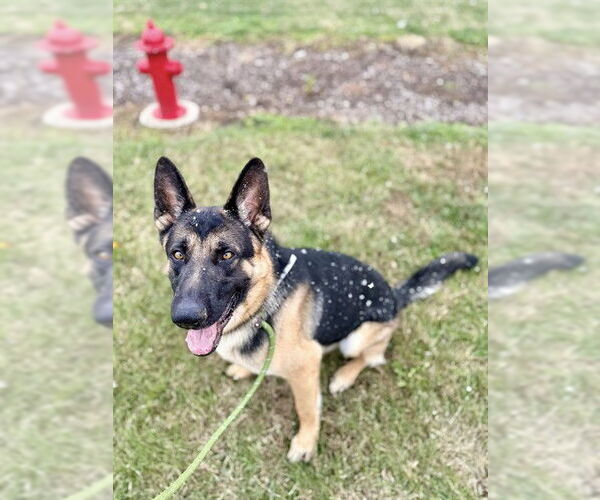 Medium Photo #1 German Shepherd Dog Puppy For Sale in Louisville, KY, USA