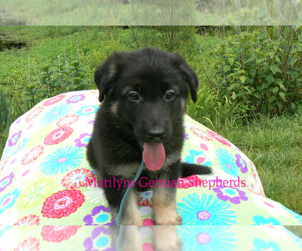 Medium Photo #5 German Shepherd Dog Puppy For Sale in PIEDMONT, MO, USA