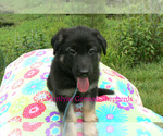 Small #4 German Shepherd Dog