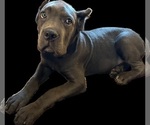Puppy Bear Cane Corso