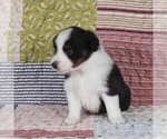 Small Photo #48 Miniature Australian Shepherd Puppy For Sale in HARRISON, OH, USA