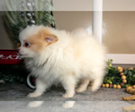 Small Photo #15 Pom-A-Poo Puppy For Sale in NAPPANEE, IN, USA