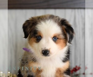 Miniature Australian Shepherd Puppy for sale in REBERSBURG, PA, USA