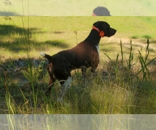 Medium Photo #17 German Shorthaired Pointer Puppy For Sale in BLUE SPRINGS, MS, USA