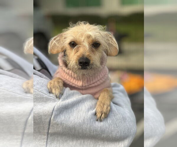 Medium Photo #1 Mutt Puppy For Sale in Dana Point, CA, USA