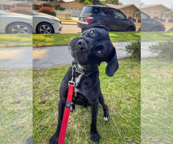 Medium Photo #4 Labrador Retriever-Unknown Mix Puppy For Sale in San Diego, CA, USA