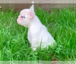 Small Photo #12 French Bulldog Puppy For Sale in MEDFORD, OR, USA