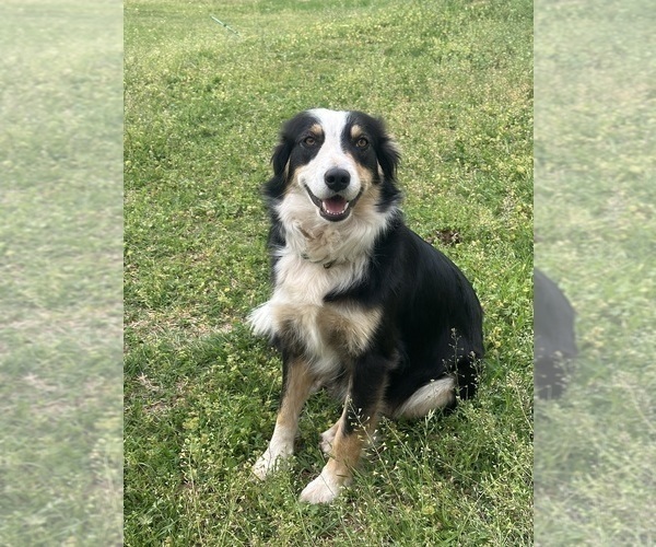 Medium Photo #1 Australian Shepherd Puppy For Sale in LUTHER, OK, USA