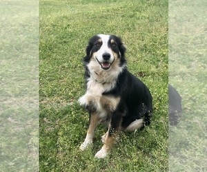 Mother of the Australian Shepherd puppies born on 05/14/2025