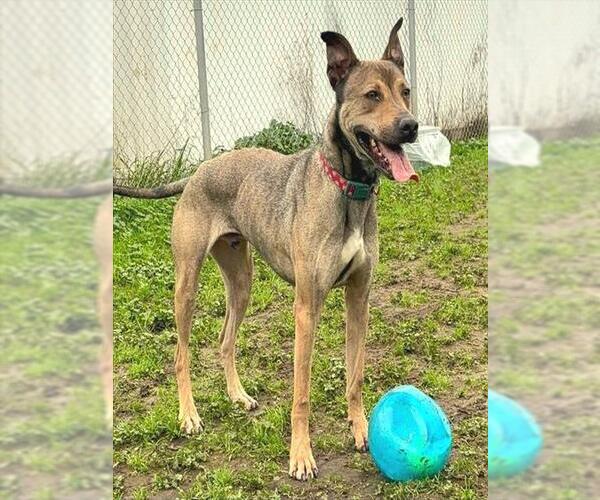 Medium Photo #2 Doberman Pinscher-Plott Hound Mix Puppy For Sale in Sacramento, CA, USA